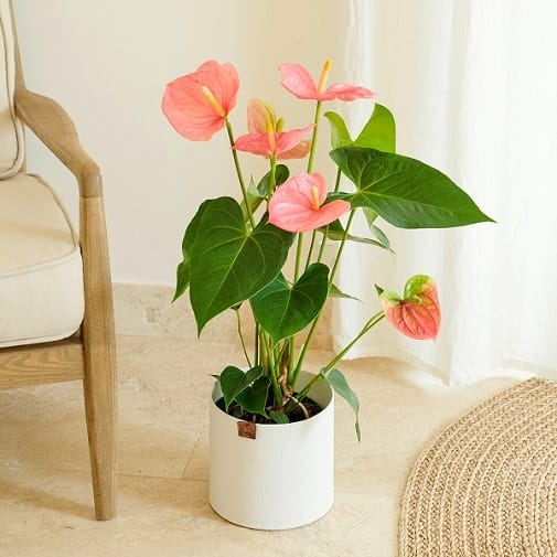 Anthurium rose en pot