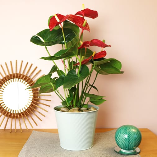 Anthurium rouge en pot