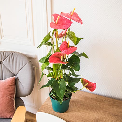 Plante anthurium en pot