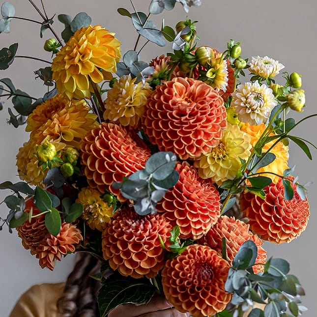 Bouquet de dahlias orange