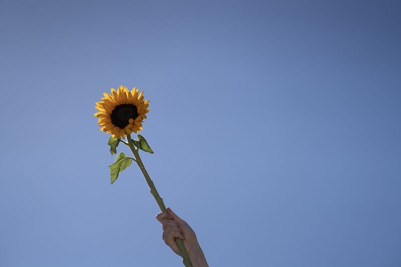 Tournesol dans le ciel tenu une main en symbolique du soleil