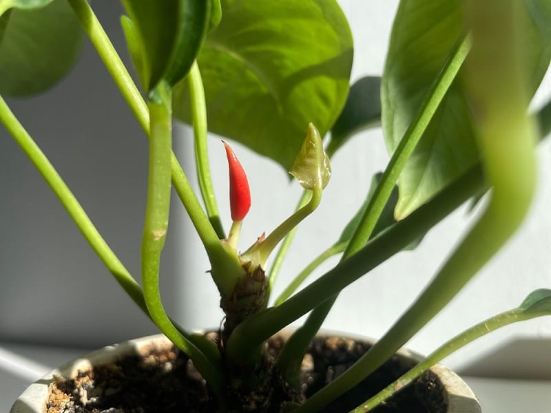 Jeune anthurium en pot