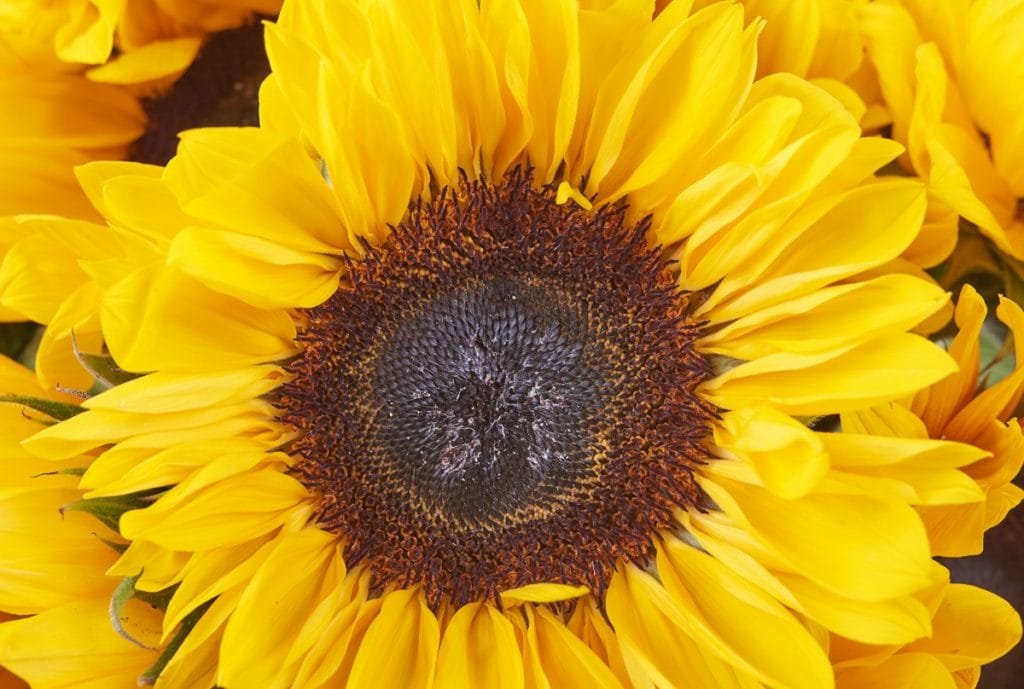 Tournesol en gros plan : pétales et capitule