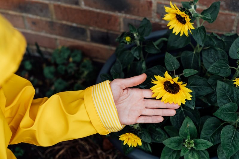 Tournesols en jardinière touchés par une main