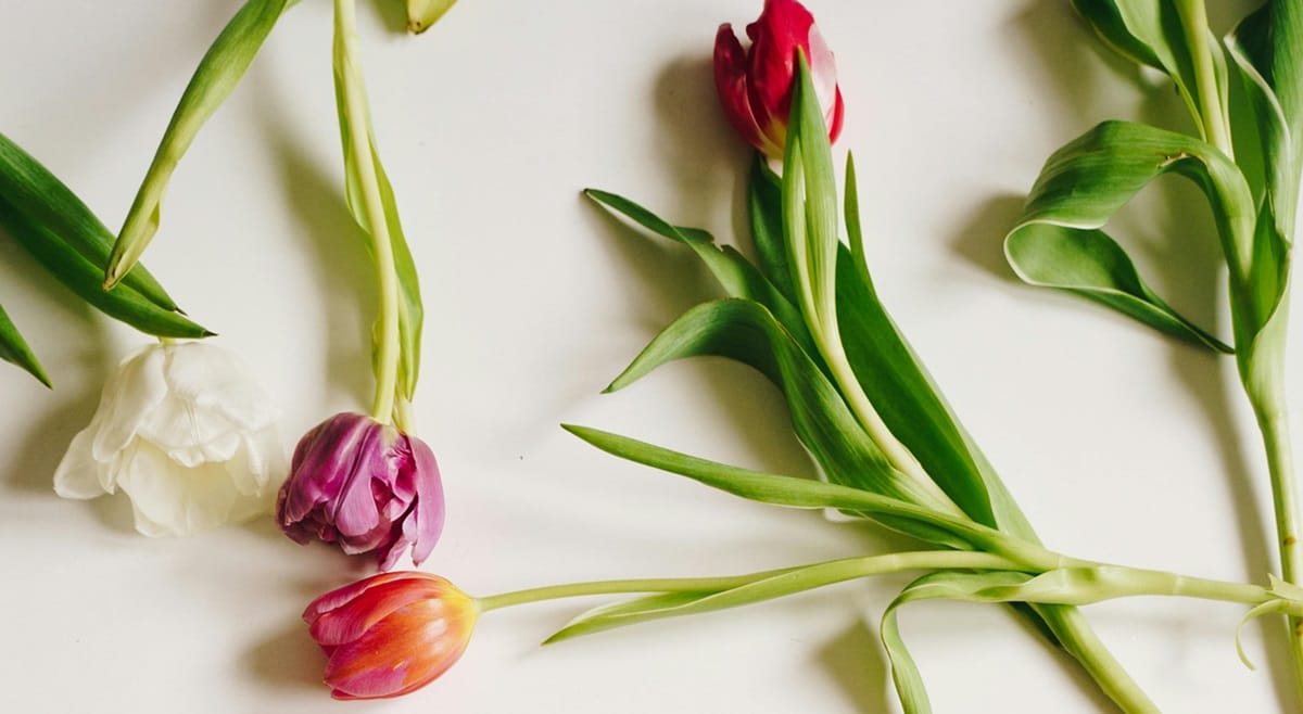 Plusieurs tulipes coupées posées ça et là