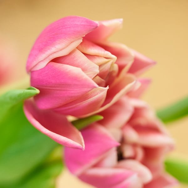 Tulipe rose fermée