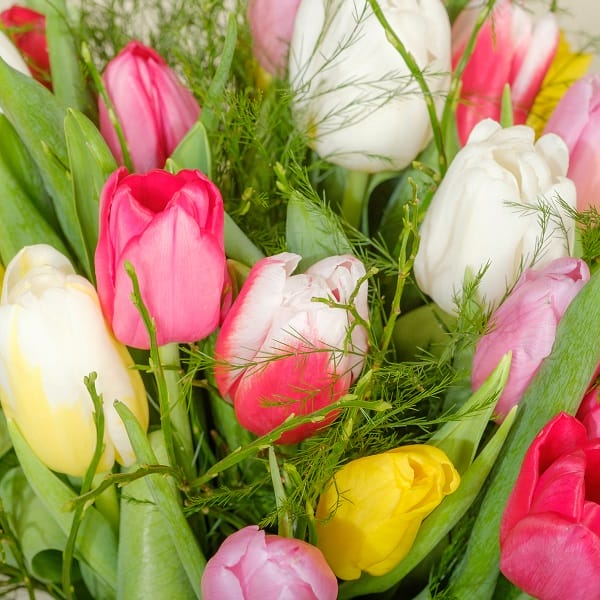 Bouquet de tulipes fermées