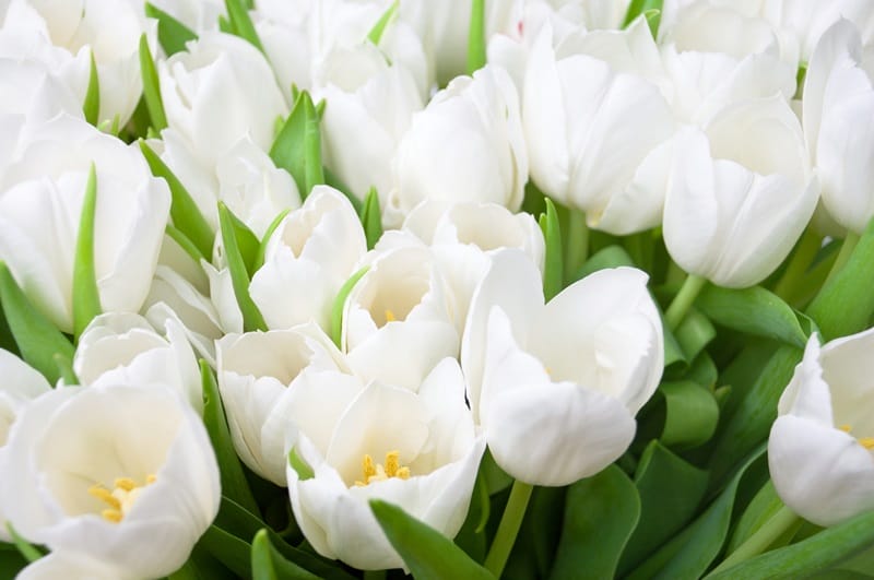 Belles tulipes blanches